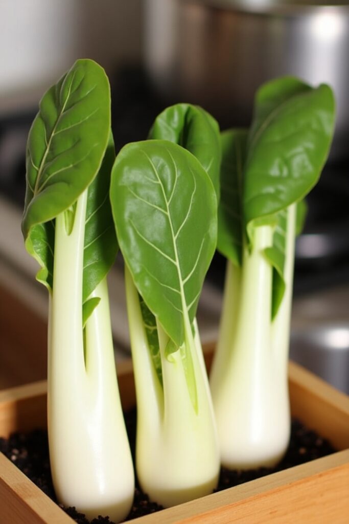 Bok Choy