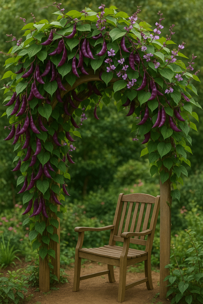 Hyacinth Bean