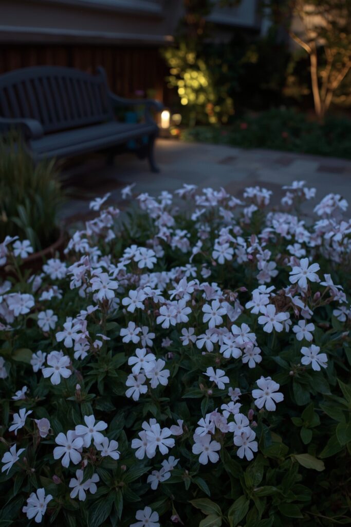 Night Phlox in a Courtyard Nook