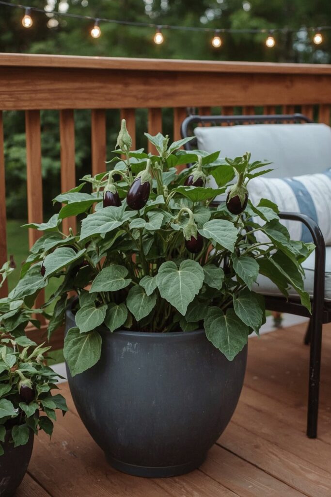 Patio Eggplants in Deep Potz