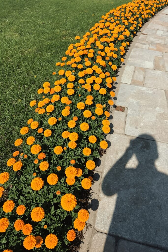 Marigold Borders Along Pathways