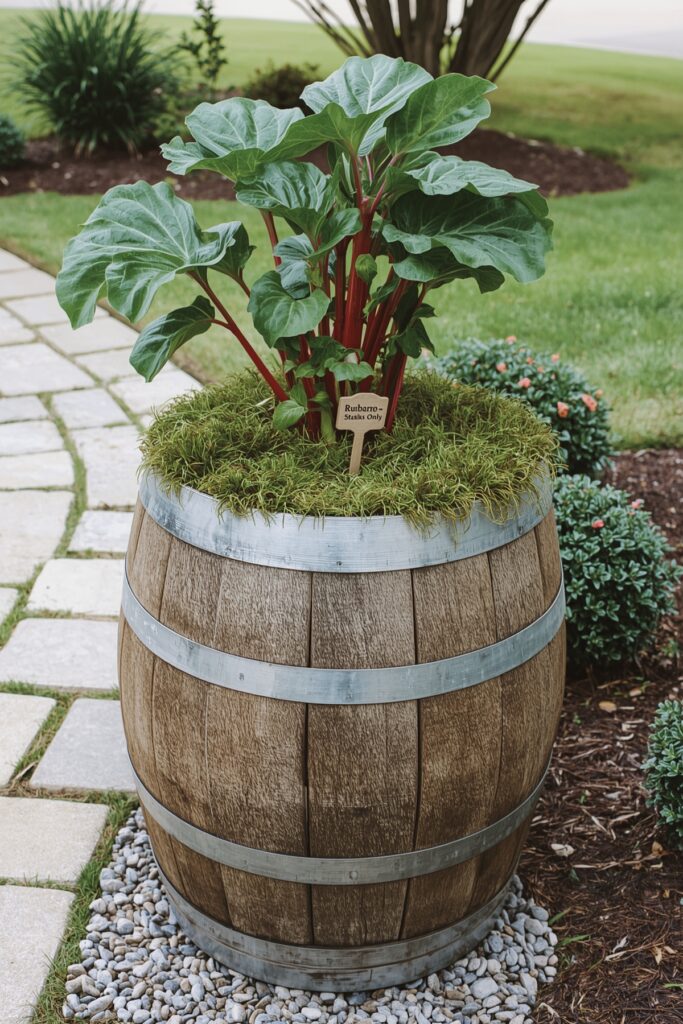 Rhubarb in Decorative Barrels