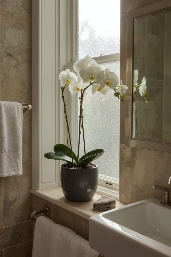 Orchid (Phalaenopsis)