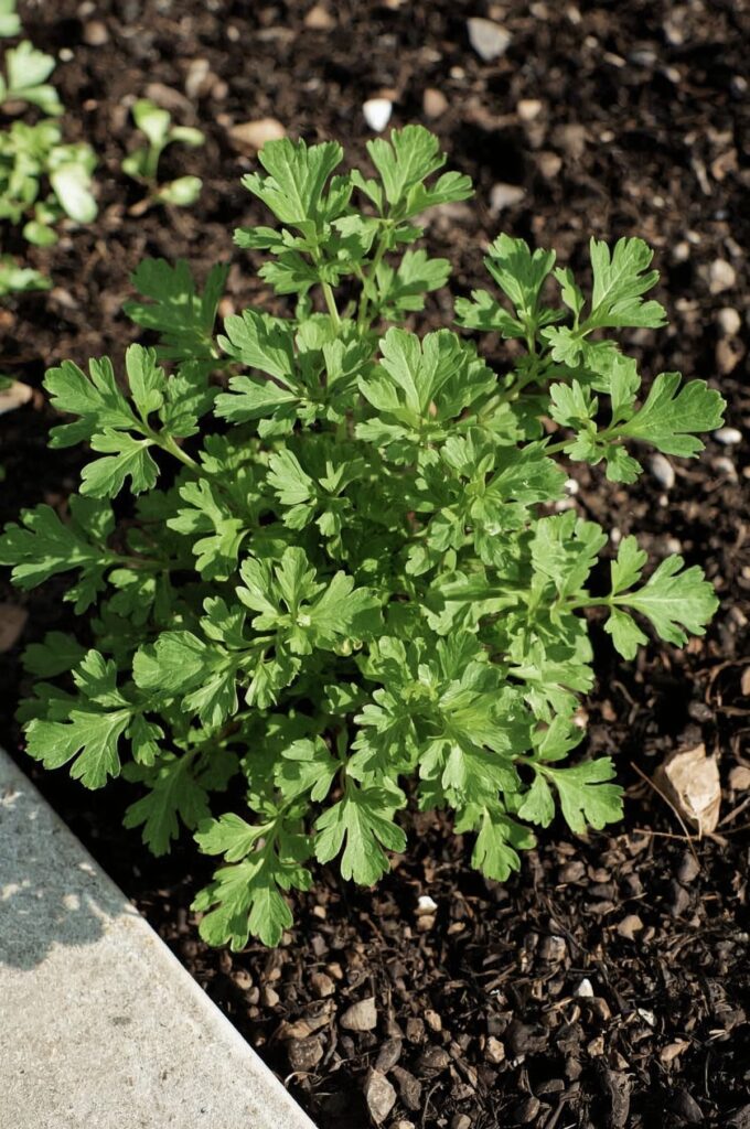 Parsley