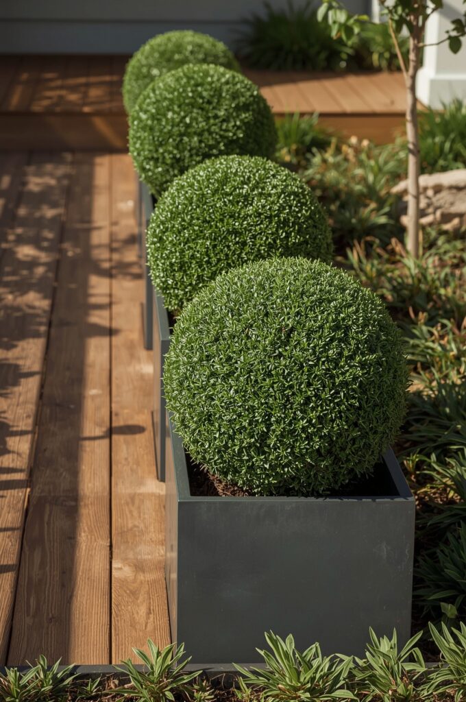 Boxwood Shrubs for Patio Borders