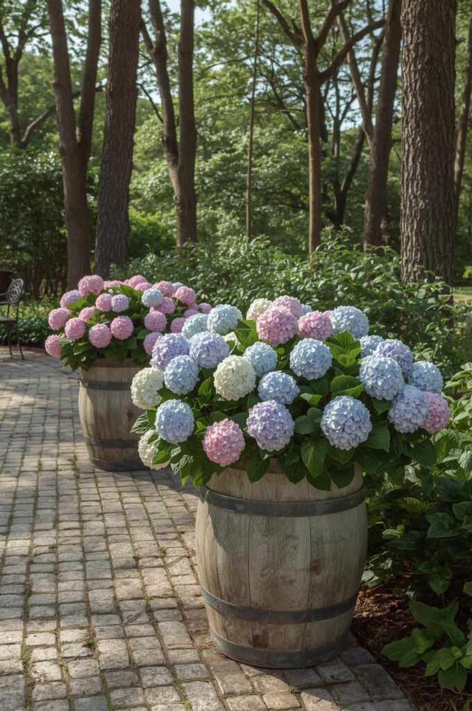 Hydrangeas in Decorative Barrels
