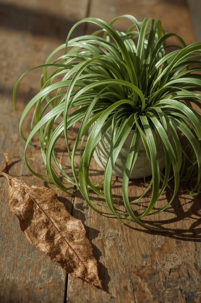 Remove Dead or Dying Leaves Promptly