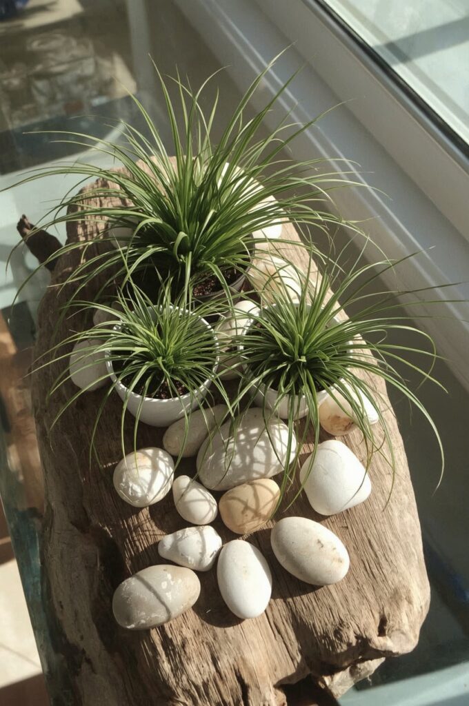 Add Decorative Elements like Driftwood for Visual Appeal