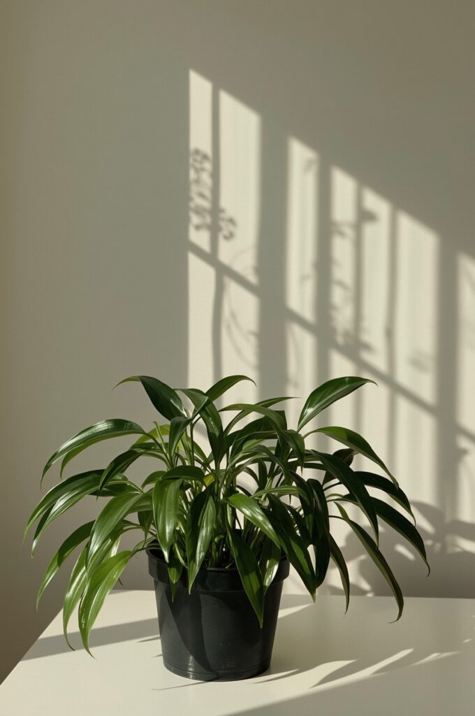 Avoid Direct Sunlight to Prevent Burn