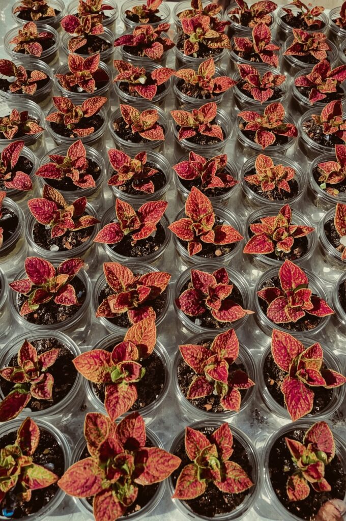 Coleus Colorful Cuttings