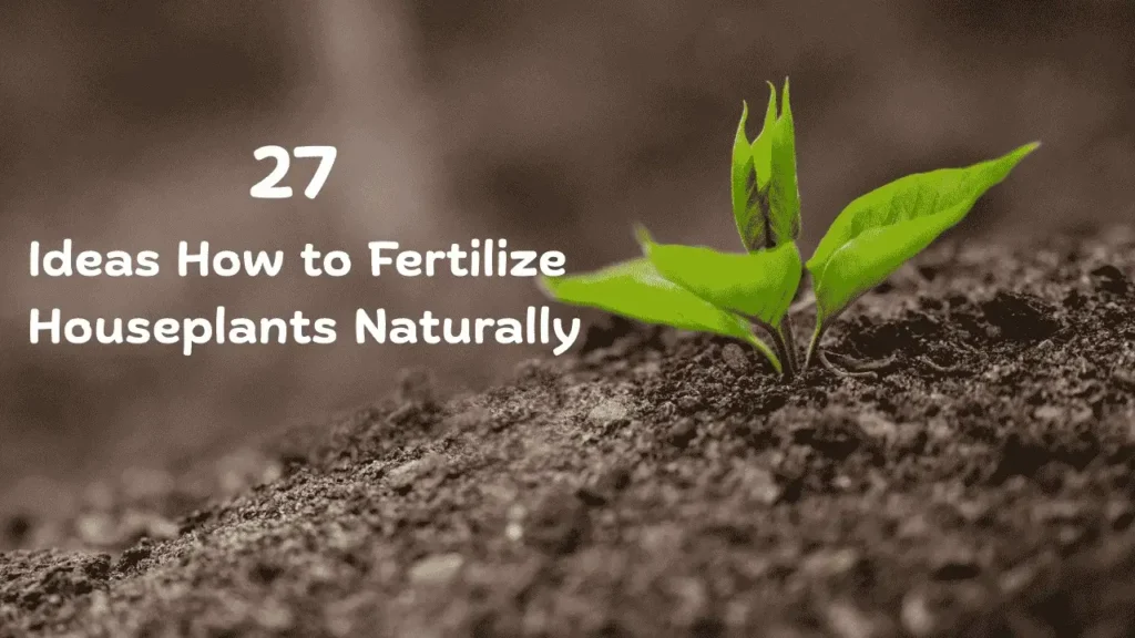 Fertilize Houseplants Naturally
